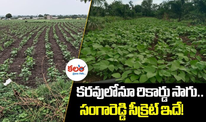 Sangareddy Agriculture
