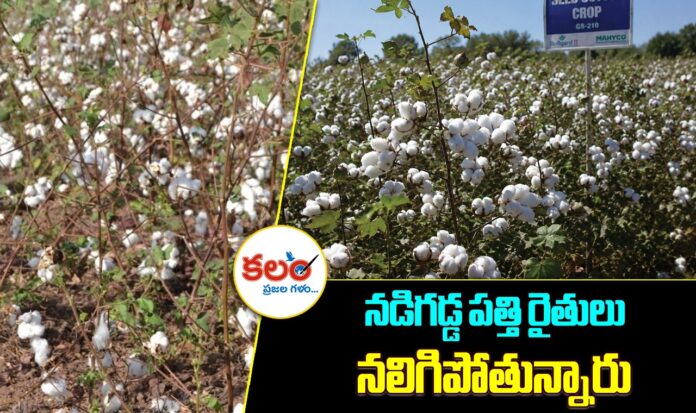 Seed Cotton Farmers