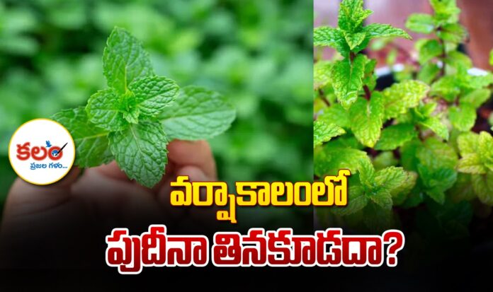 Mint in Monsoon