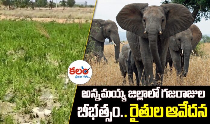 Elephant Herd