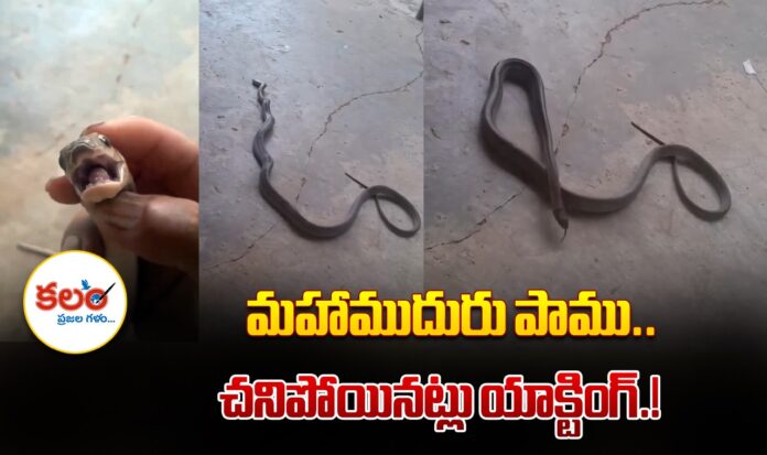 Snake Acting
