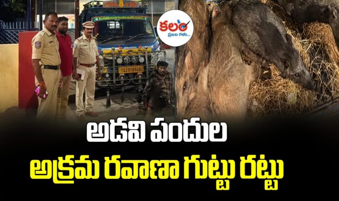 Wild Boar Smuggling