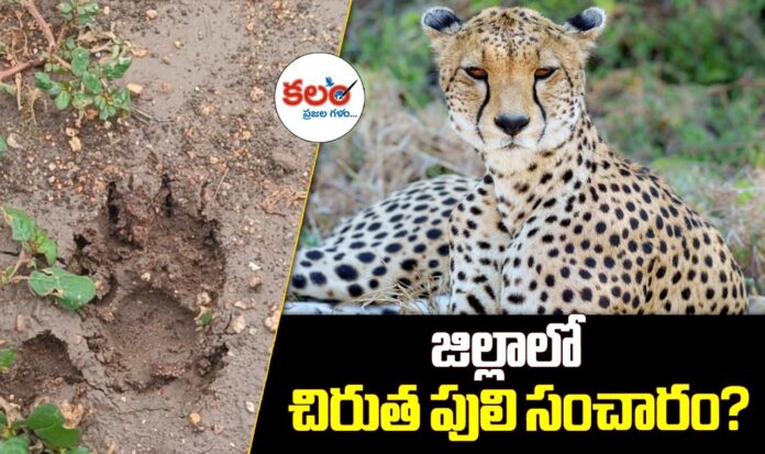 Leopard Movement