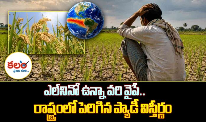 Paddy Cultivation