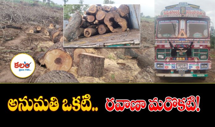 Timber Scam