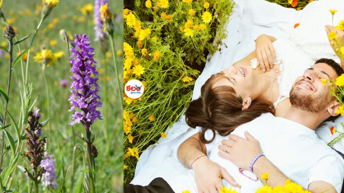 Wild Flowering