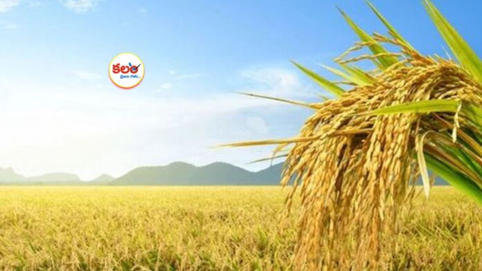 Paddy Cultivation