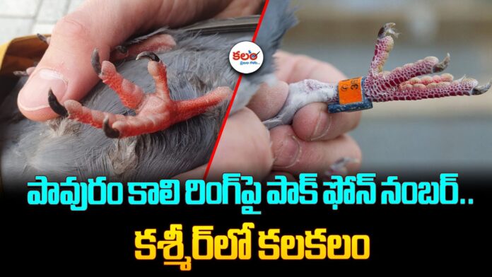 Kathua Pigeon Incident