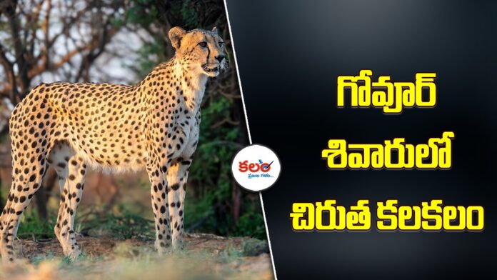 Leopard Nizamabad