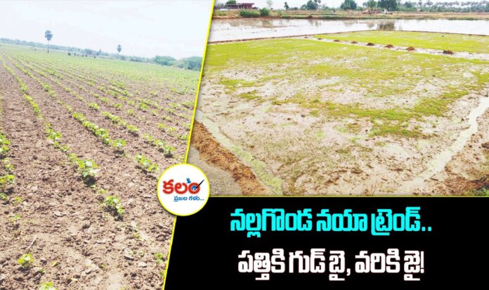Nalgonda Agriculture