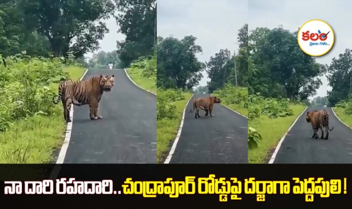 Chandrapur Tiger