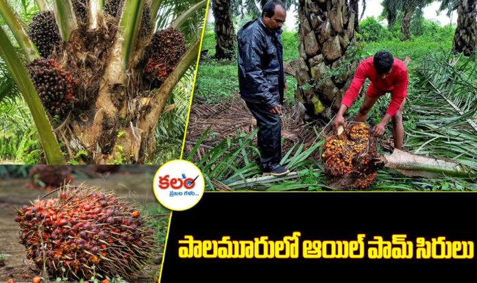 Oil Palm Cultivation
