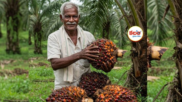 Oil Palm Cultivation
