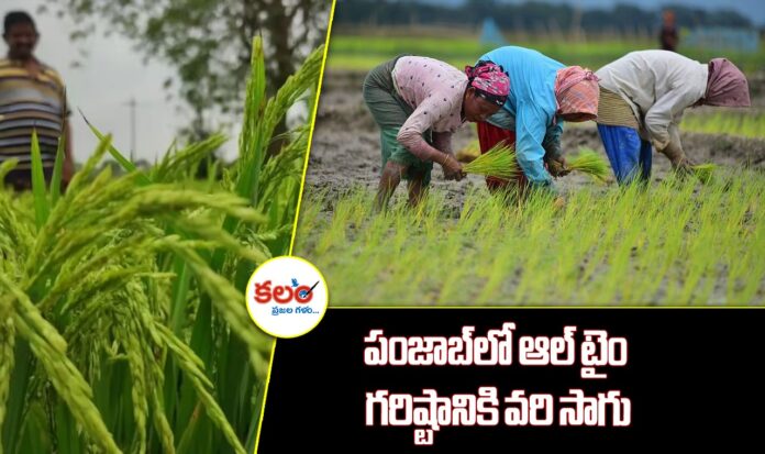 Punjab Paddy Farming