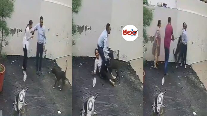 Pitbull Dog Attack
