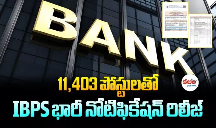 IBPS Notification
