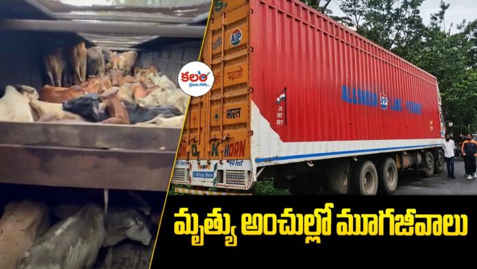 Illegal Cow Transport