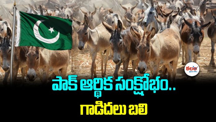 Donkey Export