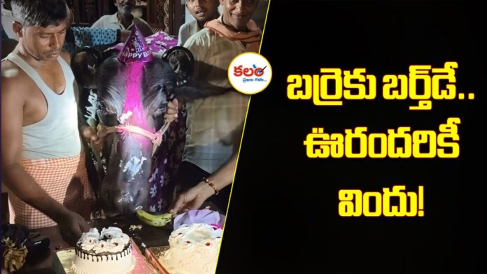 Buffalo Birthday