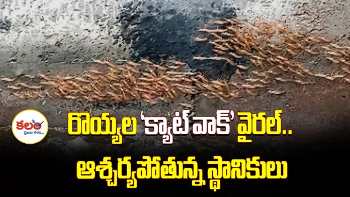 Prawns Catwalk