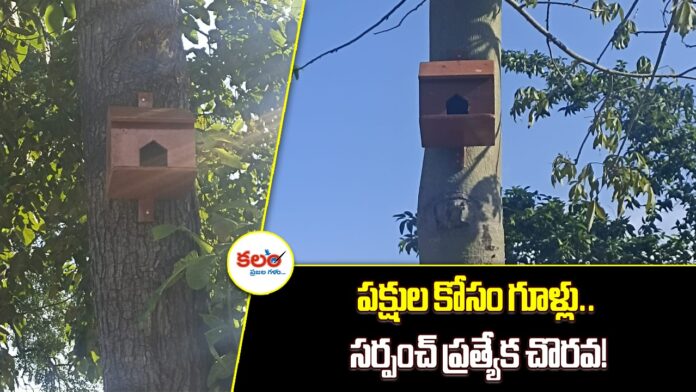 Wooden Bird Houses