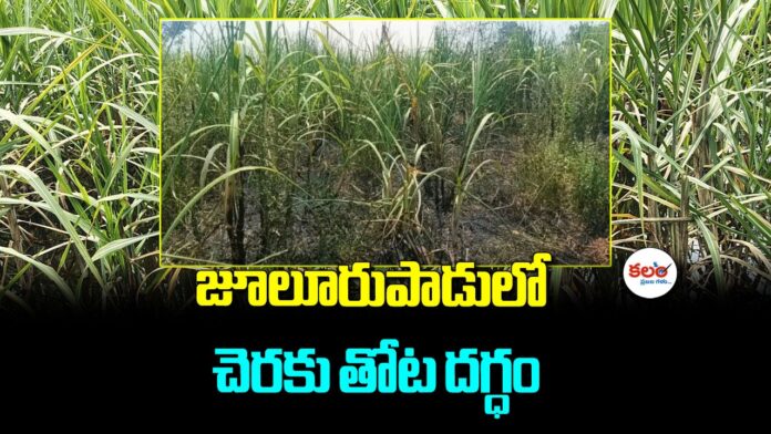 Sugarcane Crop