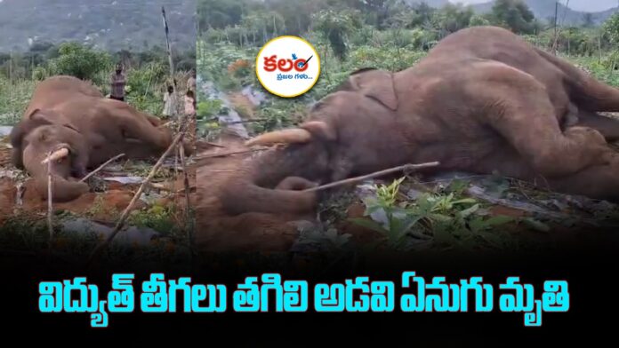 Elephant Death