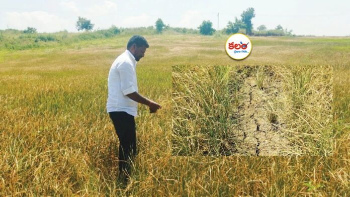 Crop Insurance