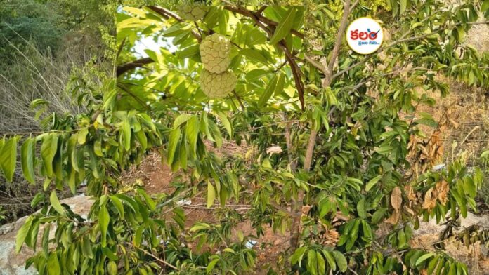 Custard Apple
