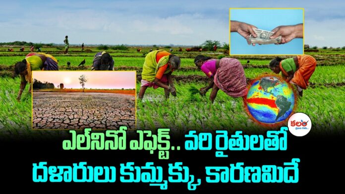 Paddy Prices