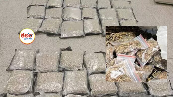 Ganja Smuggling
