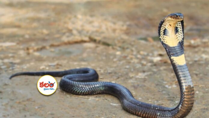 Snake Movement Prediction