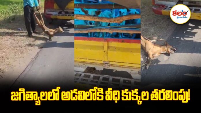 Stray Dog Relocation