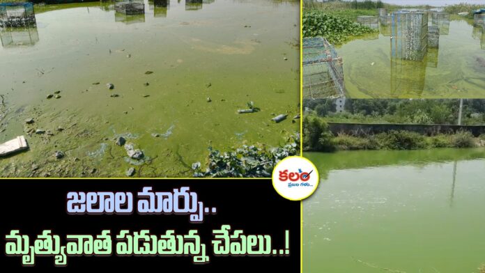 Jurala Project Water