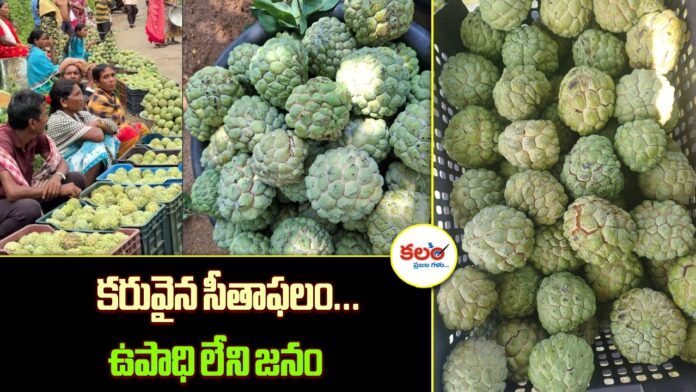 Custard Apple