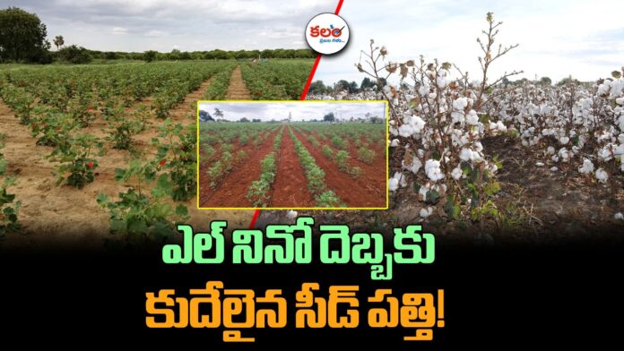 Seed Cotton