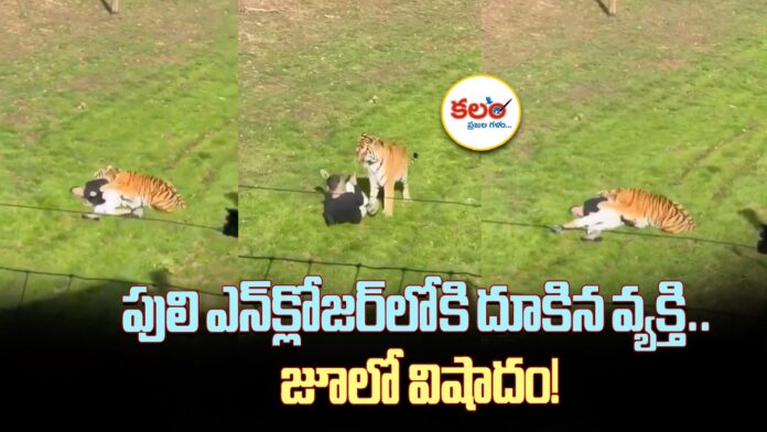Tiger Attack