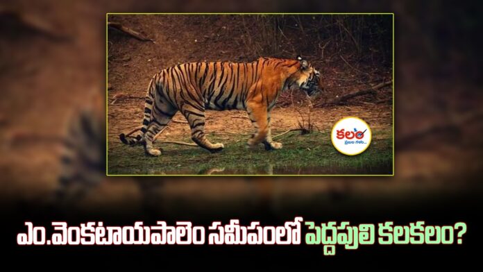 Khammam Tiger Panic