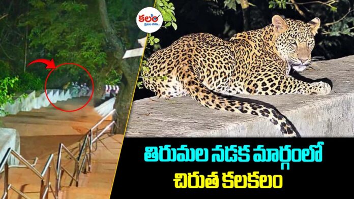 Tirumala Leopard