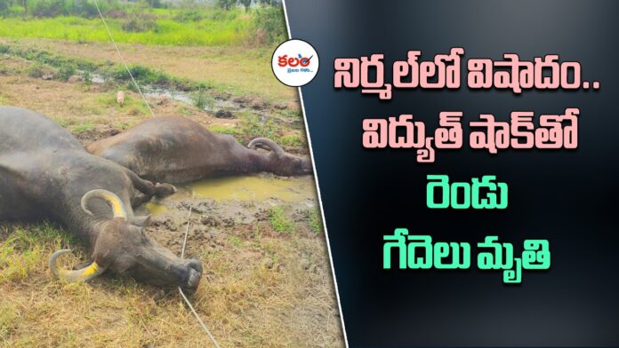 Two Buffaloes